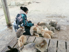Okunoshima, l’île aux lapins