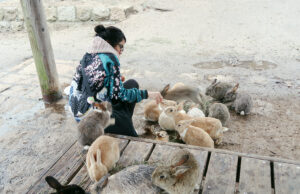Okunoshima, l’île aux lapins