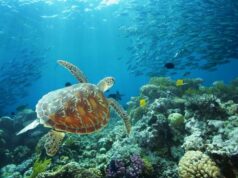 Australie, épisode 3 : Cairns et la grande Barrière de Corail