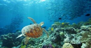 Australie, épisode 3 : Cairns et la grande Barrière de Corail