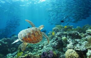 Australie, épisode 3 : Cairns et la grande Barrière de Corail