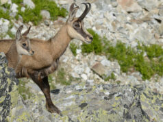 Et si cet été on (re) découvrait la montagne ?