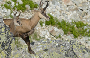 Et si cet été on (re) découvrait la montagne ?