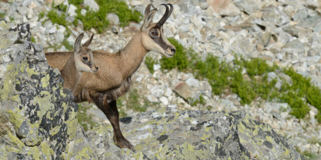 Chamois, FAUNE, Mammifère, Rupicapra rupicapra,