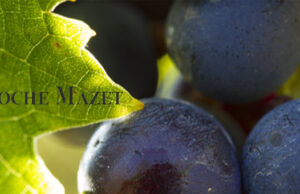 ROCHE MAZET : CLAIREMENT ROSÉ.