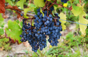 “Immersion au cœur des vendanges” au pays de l’Anjou – 1er jour