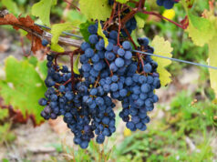 “Immersion au cœur des vendanges” au pays de l’Anjou – 2ème jour