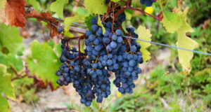“Immersion au cœur des vendanges” au pays de l’Anjou – 2ème jour