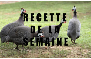 Pour les fêtes de fin d’année, pourquoi ne pas cuisiner une Pintade ?