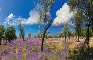 La Hongrie : destination verte !