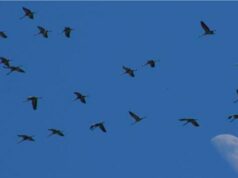 Le Médoc : paradis des grues cendrées