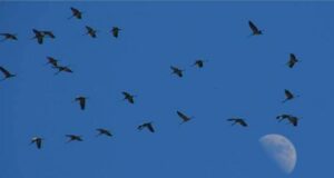 Le Médoc : paradis des grues cendrées