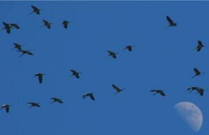 Le Médoc : paradis des grues cendrées