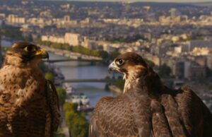 Voyager : oui mais où ?