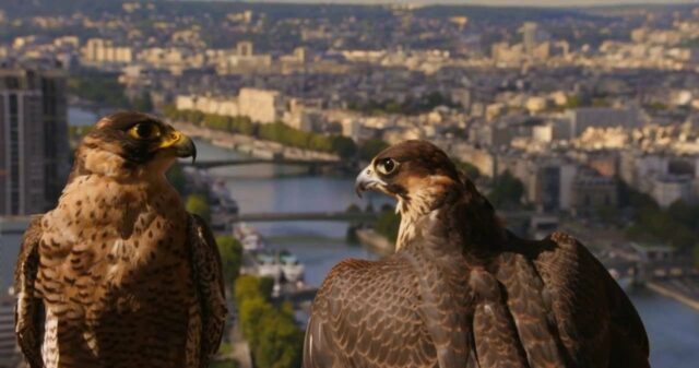 faucons