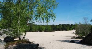 Réveiller ses sens à Fontainebleau