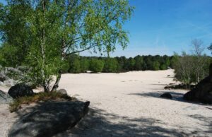 Réveiller ses sens à Fontainebleau