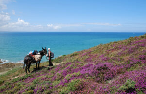 Randonner avec un âne