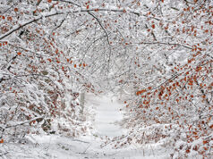 Un petit air de montagne au Pays de Fontainebleau