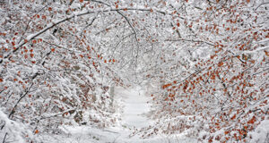 Un petit air de montagne au Pays de Fontainebleau