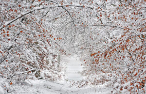 Un petit air de montagne au Pays de Fontainebleau