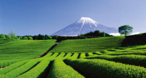 Le Japon, où la vie est un art (suite)