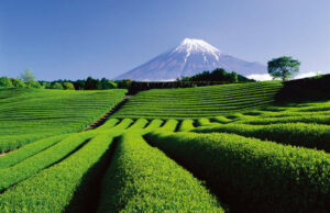 Le Japon, où la vie est un art (suite)