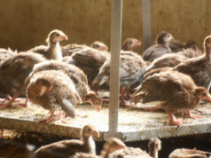 La Pintade, une bonne idée pour le repas du réveillon !