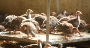 La Pintade, une bonne idée pour le repas du réveillon !