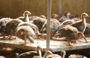 La Pintade, une bonne idée pour le repas du réveillon !