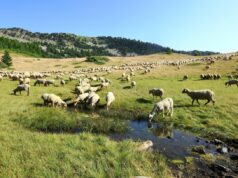 LE GR®69 LA ROUTO® : Sur les chemins de la transhumance !