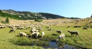 LE GR®69 LA ROUTO® : Sur les chemins de la transhumance !