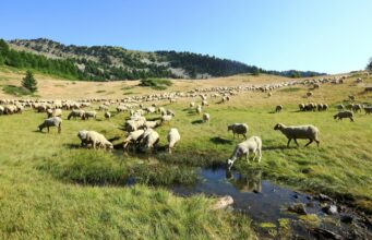 LE GR®69 LA ROUTO® : Sur les chemins de la transhumance !