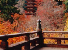 Automne à Nara (Japon) : le temps d’un café