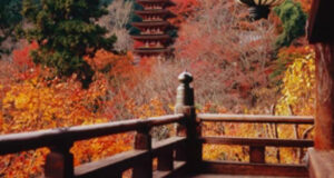 Automne à Nara (Japon) : le temps d’un café