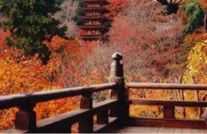 Automne à Nara (Japon) : le temps d’un café