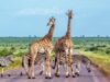 DES FÊTES DE FIN D’ANNÉE EN AFRIQUE DU SUD : 5 RAISONS DE VIVRE UN HIVER AU SOLEIL !