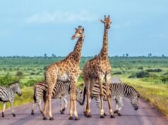 DES FÊTES DE FIN D’ANNÉE EN AFRIQUE DU SUD : 5 RAISONS DE VIVRE UN HIVER AU SOLEIL !