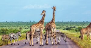 DES FÊTES DE FIN D’ANNÉE EN AFRIQUE DU SUD : 5 RAISONS DE VIVRE UN HIVER AU SOLEIL !