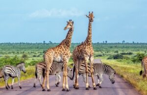 DES FÊTES DE FIN D’ANNÉE EN AFRIQUE DU SUD : 5 RAISONS DE VIVRE UN HIVER AU SOLEIL !