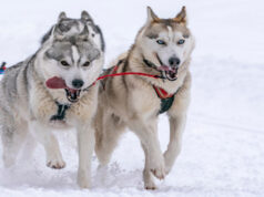 La Grande Odyssée VVF a débuté hier !