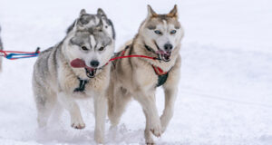 La Grande Odyssée VVF a débuté hier !