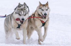 La Grande Odyssée VVF a débuté hier !