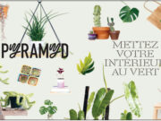 Comment prendre soin de vos plantes pour qu’elles vous le rendent bien