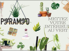 Comment prendre soin de vos plantes pour qu’elles vous le rendent bien