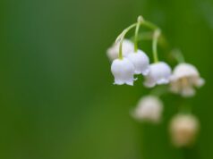Homactu vous souhaite un très bon 1er mai !