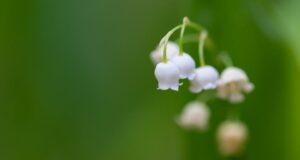 Homactu vous souhaite un très bon 1er mai !