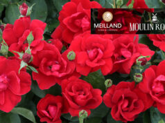 MOULIN ROUGE® Meitraligh, Une rose d’exception en l’honneurdu célèbre cabaret !