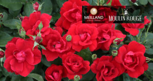 MOULIN ROUGE® Meitraligh, Une rose d’exception en l’honneurdu célèbre cabaret !