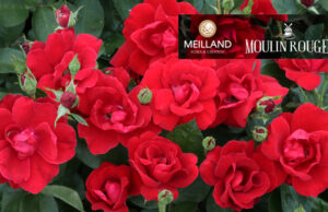 MOULIN ROUGE® Meitraligh, Une rose d’exception en l’honneurdu célèbre cabaret !